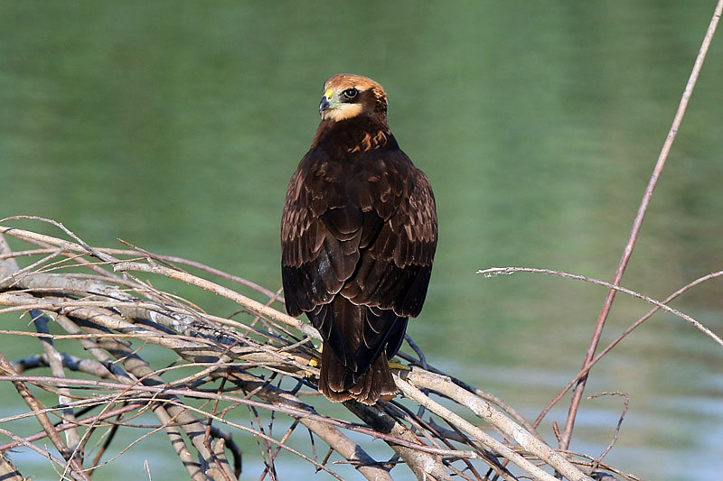 Falco di palude (Circus aeruginosus)